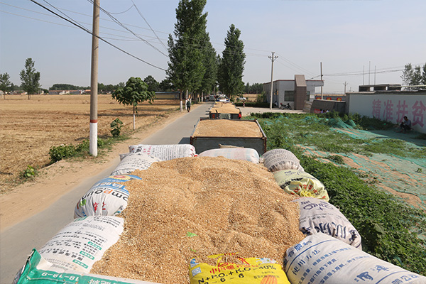 小麦种子 订单回收